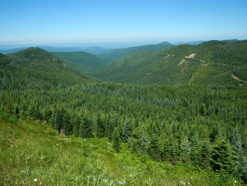 Nisqually Community Forest